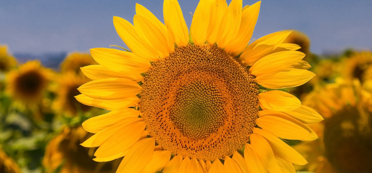 Ukrainian sunflowers